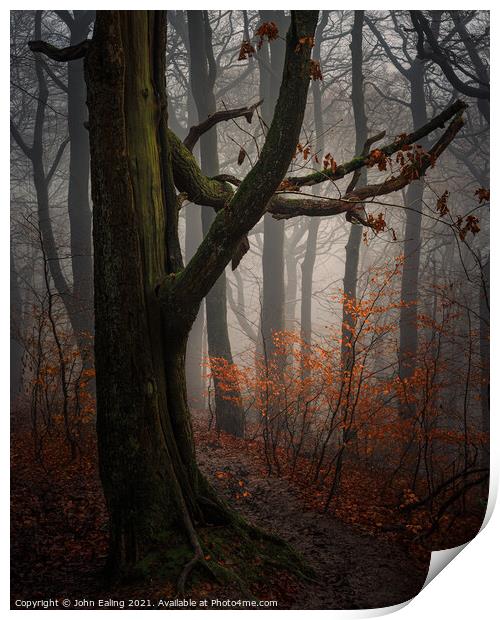 Beech Glow Print by John Ealing