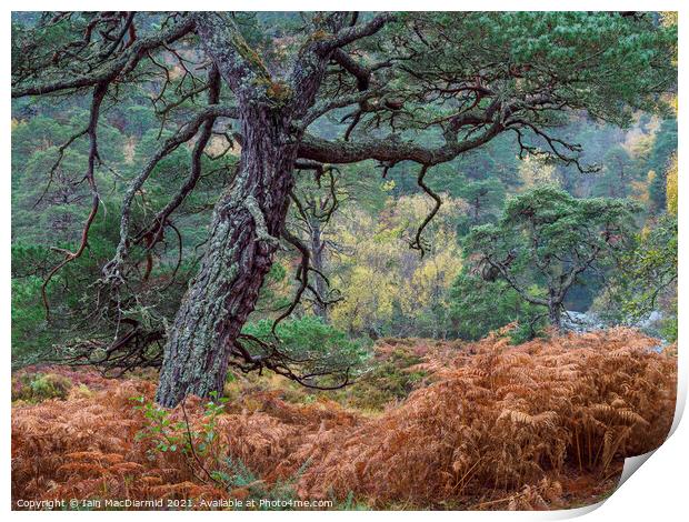Caledonian Forest Print by Iain MacDiarmid
