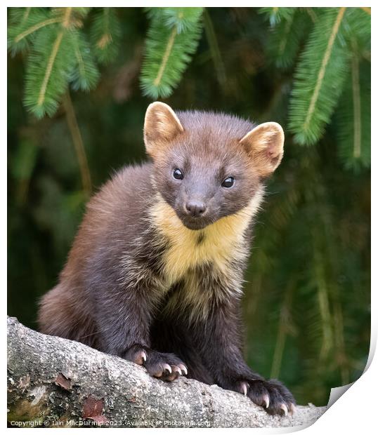 Pine Marten Print by Iain MacDiarmid