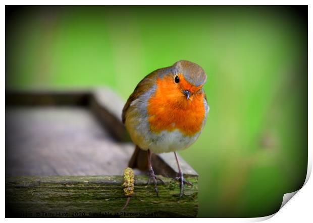 Red Robin Print by Terry Hunt