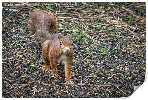  Red Squirrel Print by Kevin Clelland
