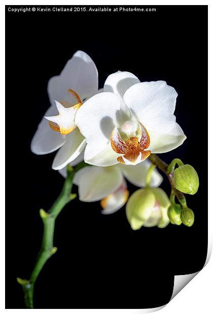  White Orchid Print by Kevin Clelland