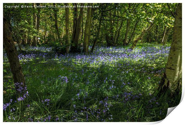 Bluebells Print by Kevin Clelland