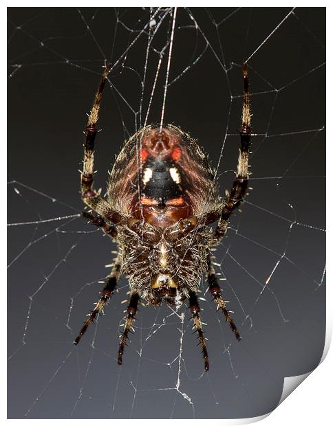  Orb Weaver Print by Shawn Jeffries