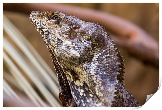  Frilled Dragon Print by Shawn Jeffries