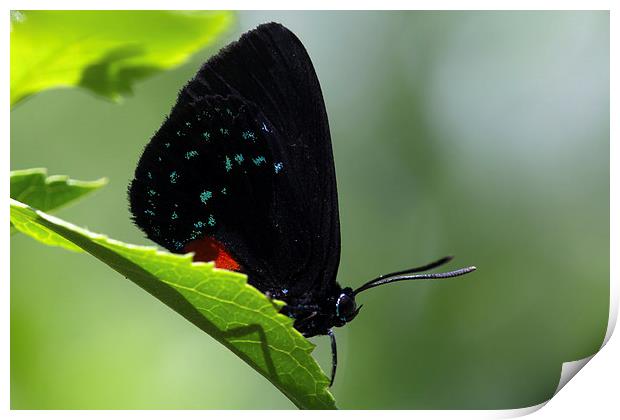  Black Butterfly Blue Spots Print by Shawn Jeffries