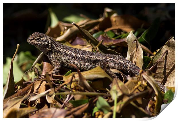  Swift in the Leaves Print by Shawn Jeffries