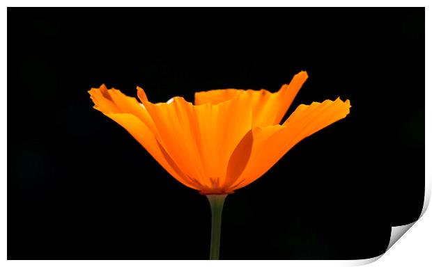 California Poppy Print by Shawn Jeffries