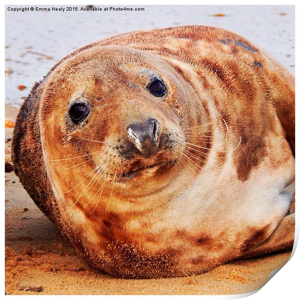 Horsey beach seal  Print by Emma Healy