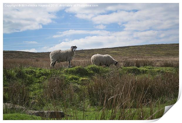  Sheep at Haworth Print by Wilhelmina Hayward