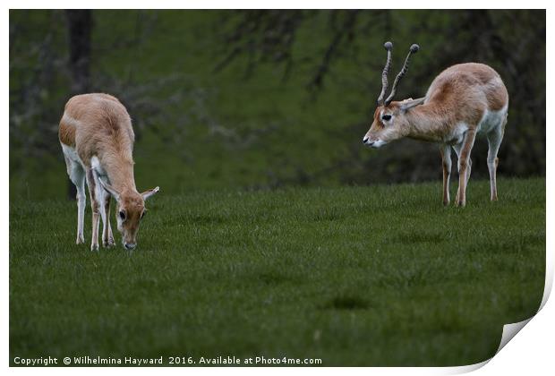 Antelope Friends Print by Wilhelmina Hayward