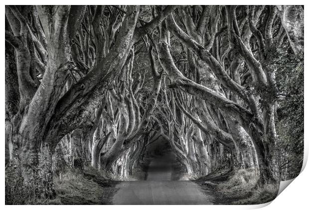 The dark hedges in black and white Print by HQ Photo