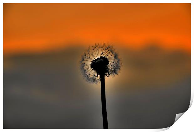 Dandelion Sunset landscape v3 Print by HQ Photo
