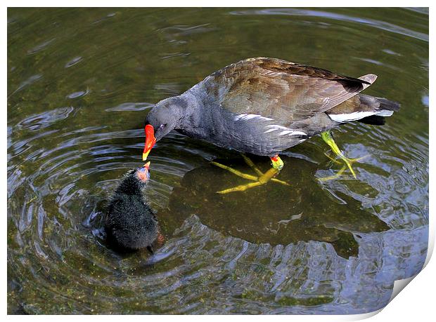  Loving Mother Moorhen Print by David Chennell
