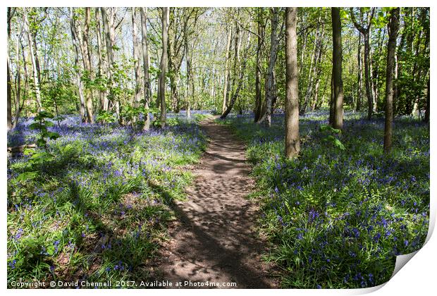 Pathway Through Bluebell Wood Print by David Chennell
