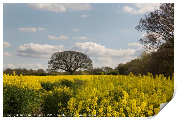 Brimstage Rapeseed Field  Print by David Chennell
