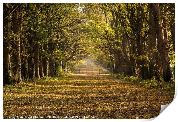 Autumnal Causeway Print by David Chennell