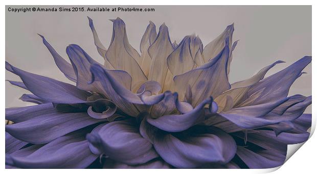  Blue Flower Explosion Print by Amanda Sims