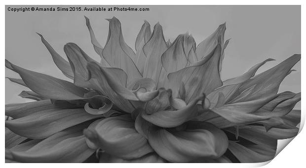  White and Grey Flower Explosion Print by Amanda Sims