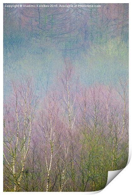  Magic Birch Forest  Print by Vladimir Korolkov