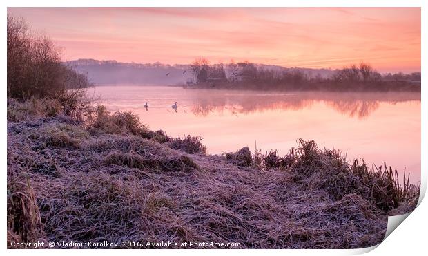 Swans at Dawn at River Trent Print by Vladimir Korolkov