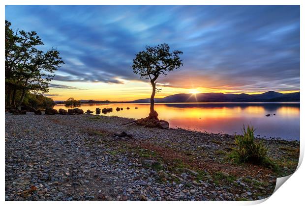 The Lone Tree at Sunset: Milarrochy, Loch Lomond Print by Miles Gray
