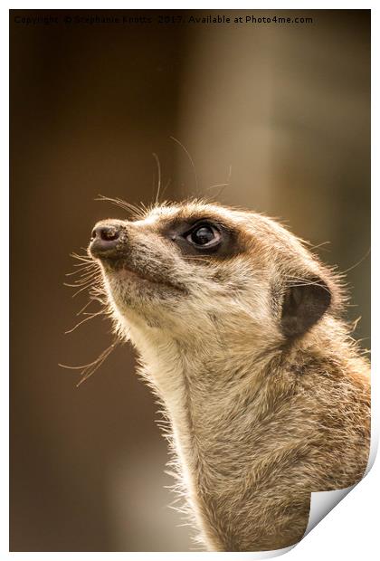 Meerkat Print by Stephanie Knotts