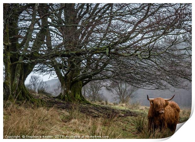 Highland Cow  Print by Stephanie Knotts