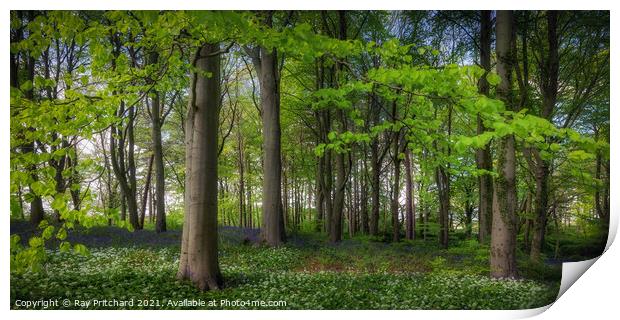 Bluebell Wood  Print by Ray Pritchard