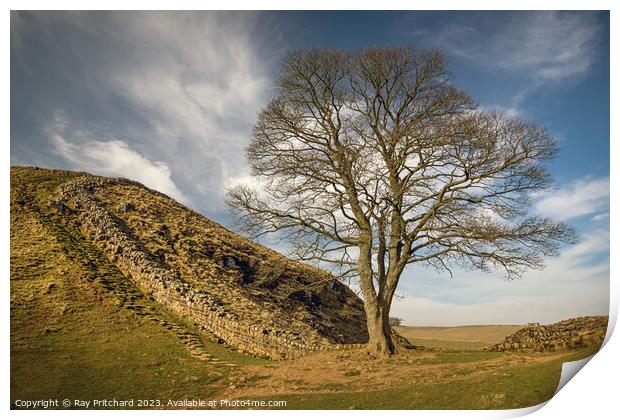 Sycamore Gap  Print by Ray Pritchard