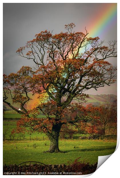 Rainbow and the Tree  Print by Ray Pritchard