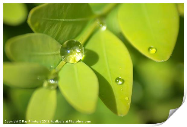 Water Drop Print by Ray Pritchard