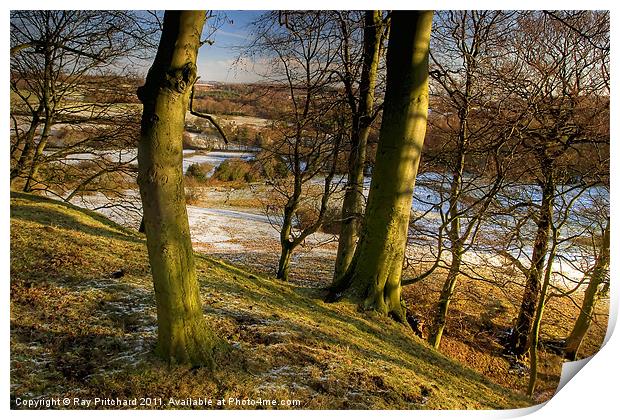 Beamish Trees Print by Ray Pritchard