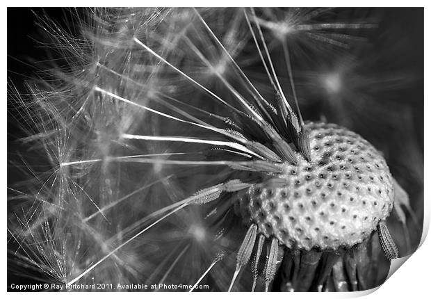 Dandelion Clock Print by Ray Pritchard