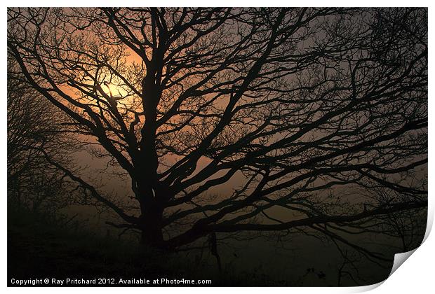 Tree in the Mist Print by Ray Pritchard