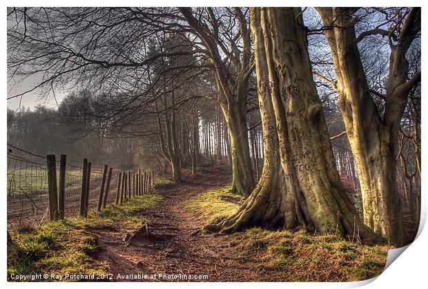 HDR of Trees in Ousbrough Wood Print by Ray Pritchard