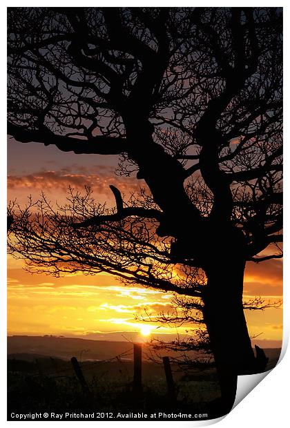 Sunset and Tree Print by Ray Pritchard
