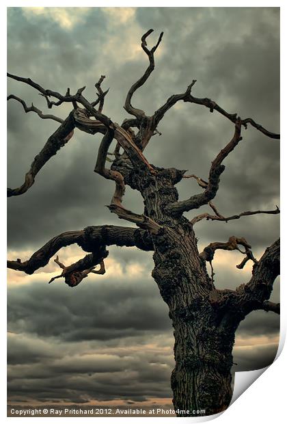 Dark Tree Print by Ray Pritchard