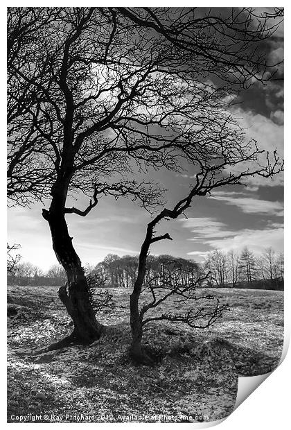 Causey Trees Print by Ray Pritchard