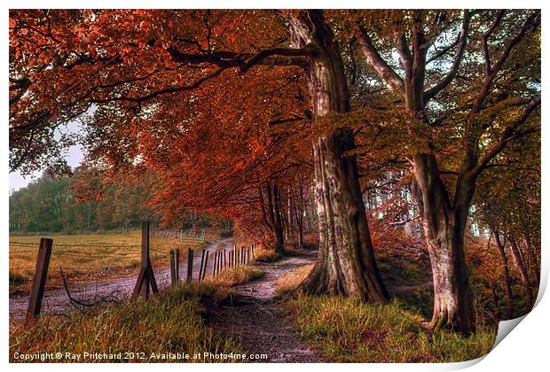 Ousbrough Woods-Autumnized Print by Ray Pritchard