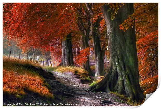 Ousbrough Woods-Autumnized 2 Print by Ray Pritchard