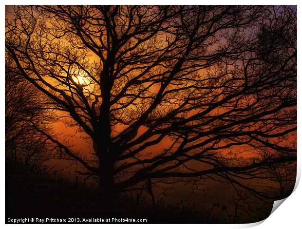 Tree And A Misty Sunrise Print by Ray Pritchard