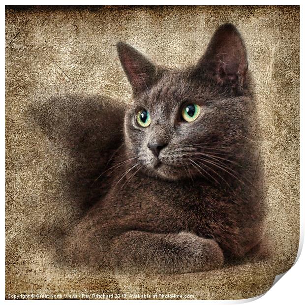 Mitzy The Cat Print by Ray Pritchard