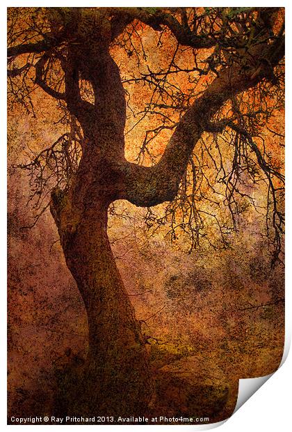 Tree Print by Ray Pritchard