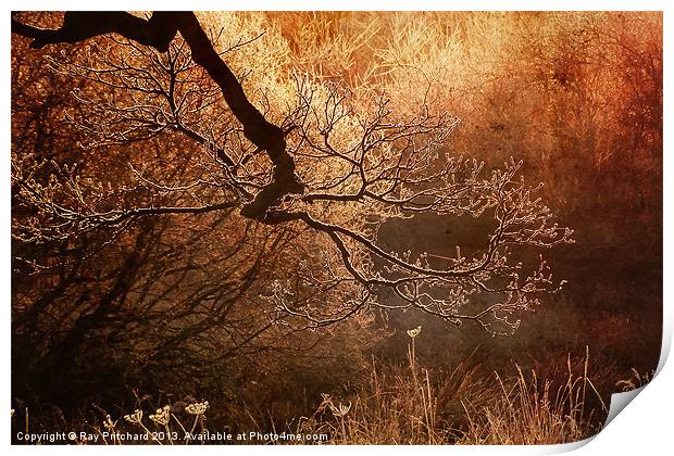 Frost Covered Branch Print by Ray Pritchard