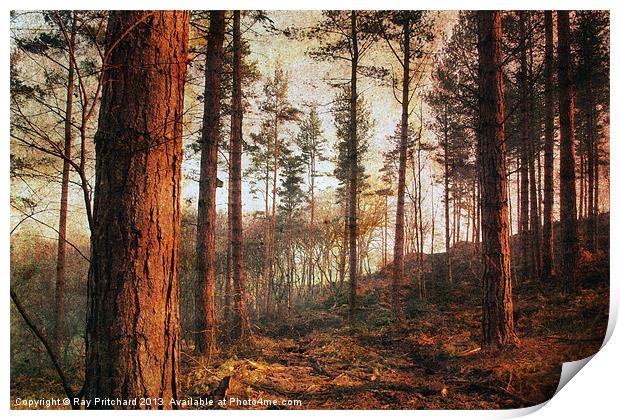 Textured Woods Print by Ray Pritchard