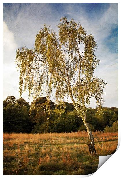 Silver Birch in Ryton Willows Print by Ray Pritchard