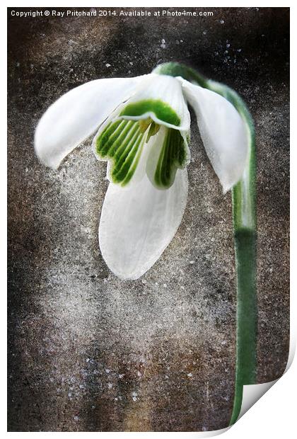 Snow Drop Print by Ray Pritchard