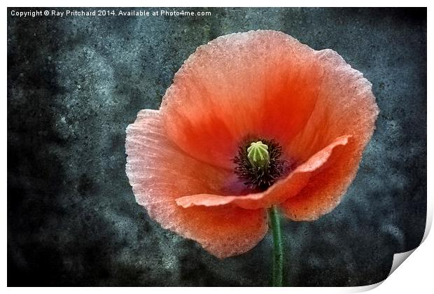 Textured Poppy Print by Ray Pritchard