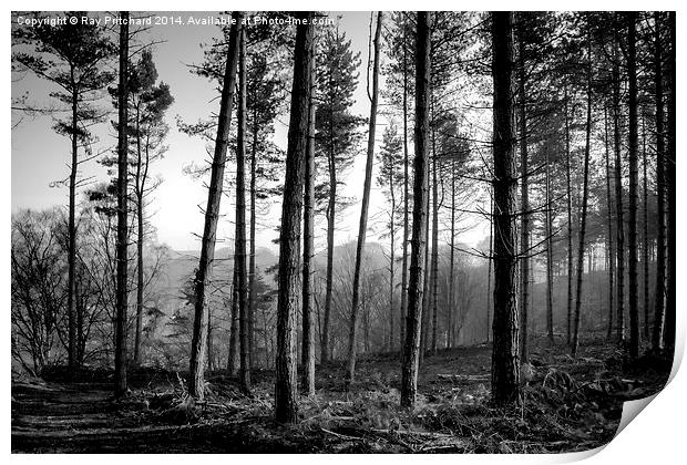 Ousbrough Woods Black and White Print by Ray Pritchard